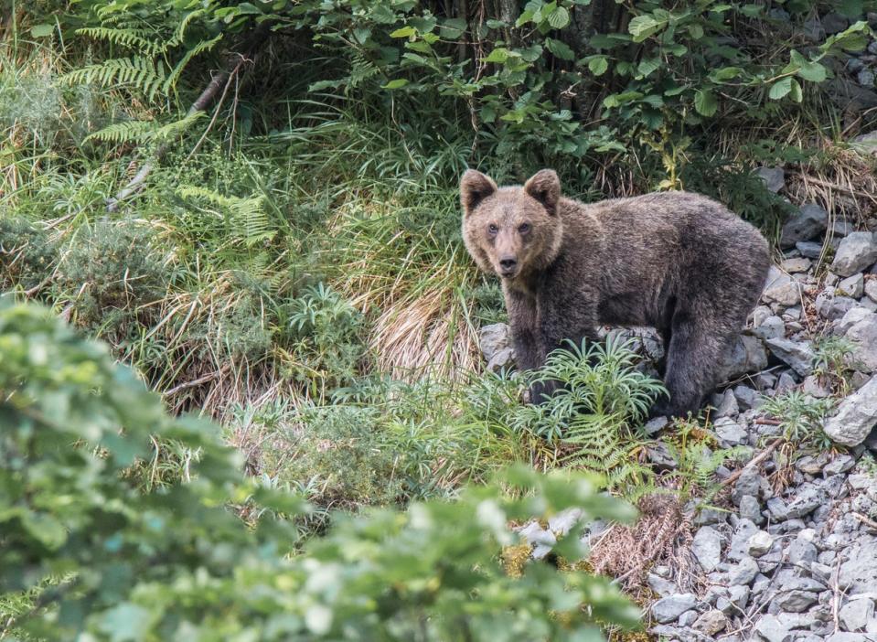 Protect the Spanish brown bear and boost biodivesity in Spain (Shutterstock / AGUSTIN FERREIRO)