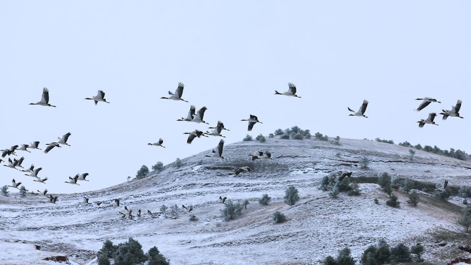 Birds also serve cultural importance for some communities. In Asia, for example, the black-necked crane is a sacred symbol in Buddhist culture. - Zheng Yuanjian/Xinhua/Getty Images