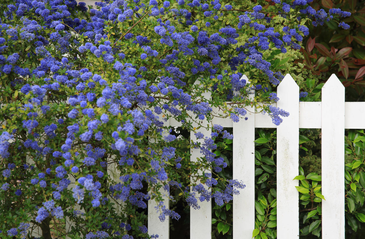 Ceanothus