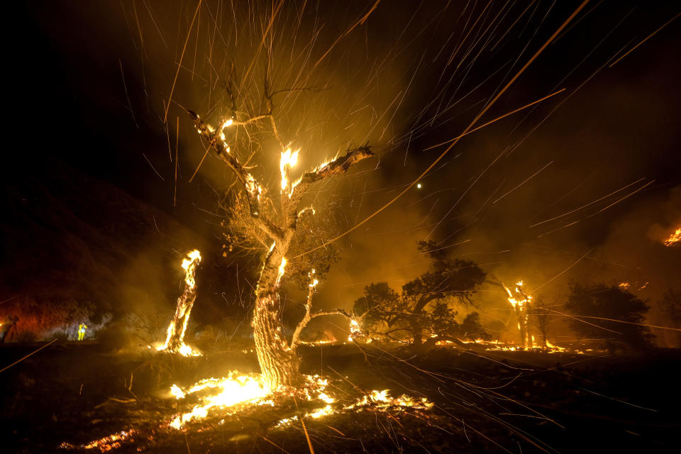 Wind whips embers from burning trees during a wildfire Tuesday, Sept. 6, 2022, near Hemet, Calif. (AP Photo/Ringo H.W. Chiu)
