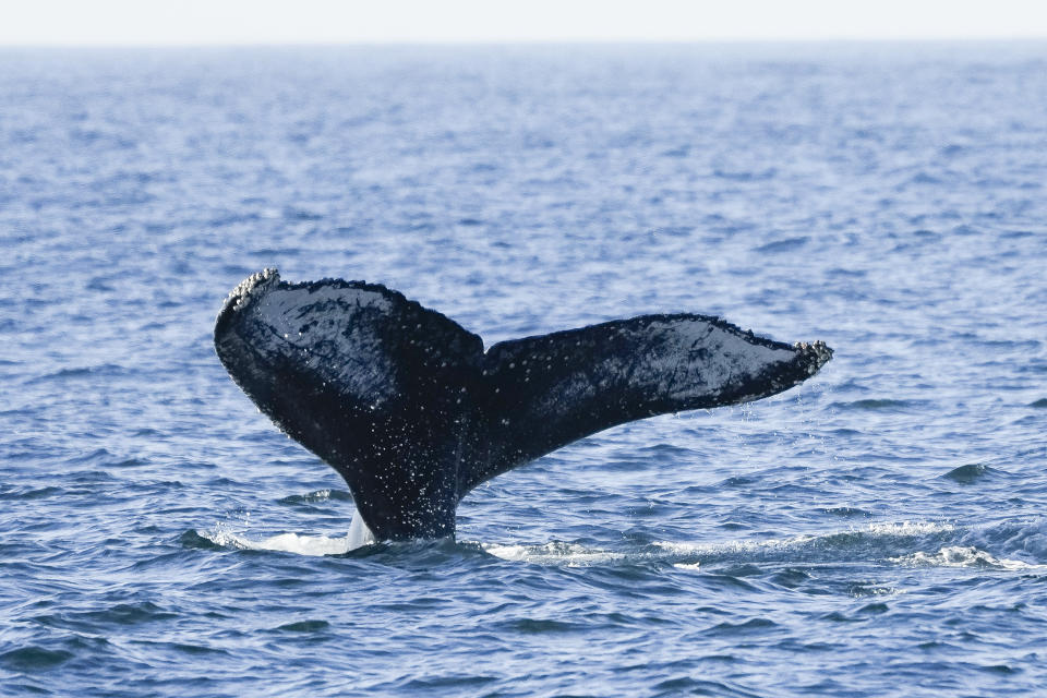 A humpback whale's tale flips above the water off the coast of Niteroi, Rio de Janeiro state, Brazil, Thursday, June 20, 2024. The whale-watching season has begun for tourists taking part in expeditions to get close to the humpback whales coming from Antarctica in search of warm waters to breed and have their babies. (AP Photo/Silvia Izquierdo)