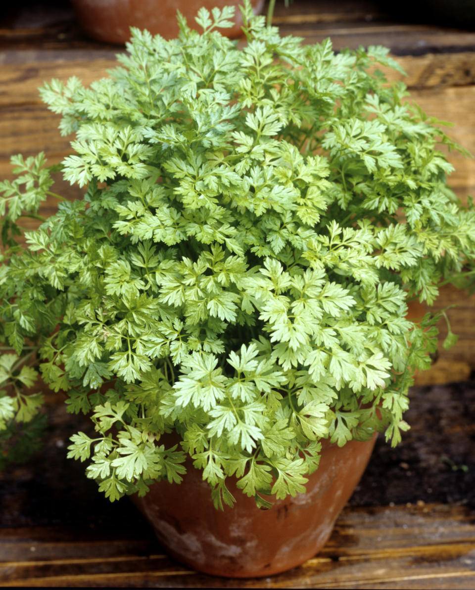 chervil growing in a pot