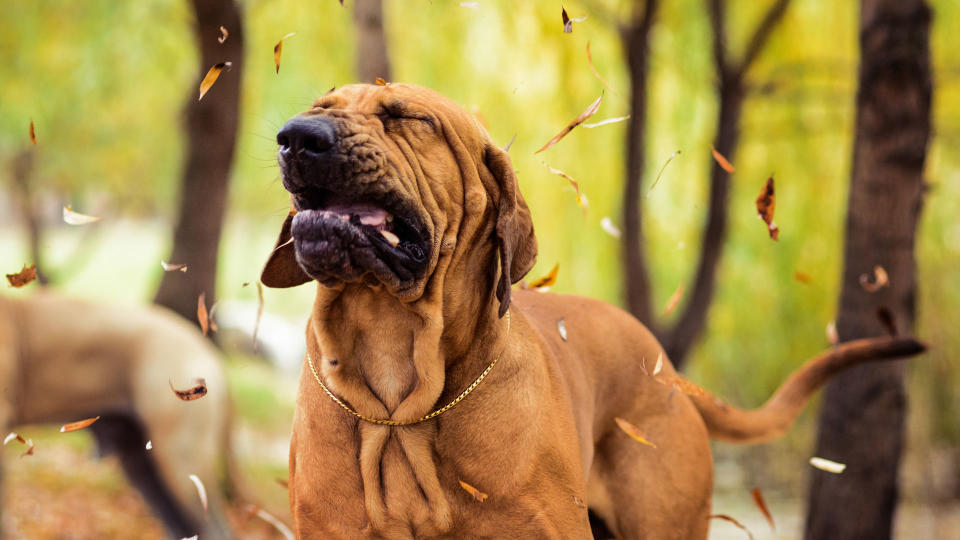 A Brazilian Mastiff dog sneezing