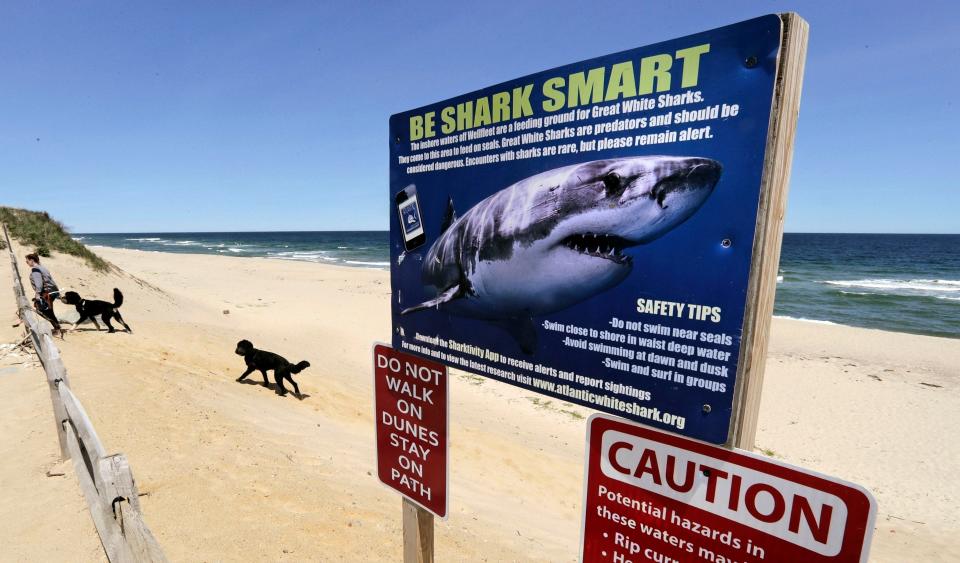 In this May 22, 2019, file photo, a woman walks with her dogs at Newcomb Hollow Beach in Wellfleet, Mass., where a boogie boarder was bitten by a shark in 2018 and later died of his injuries.  Recent shark bites in Florida and Hawaii and a suspected case in New Jersey have piqued interest in the age-old summer question of whether it's safe to go in the water.