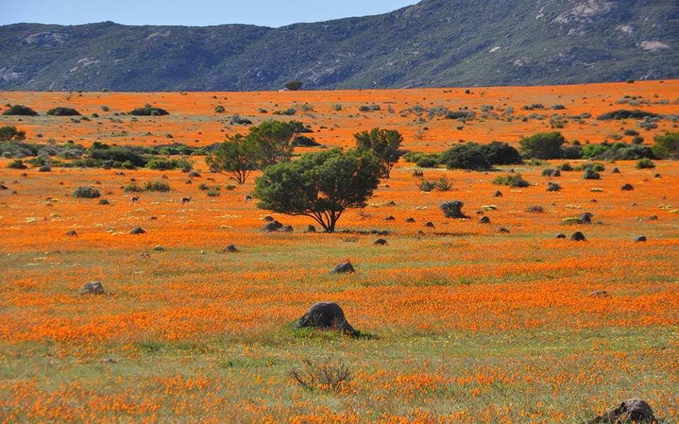 Namaqua National Park's main attraction is the abundant spring bloom of brightly coloured wildflowers - CLAUDIO VIDRI