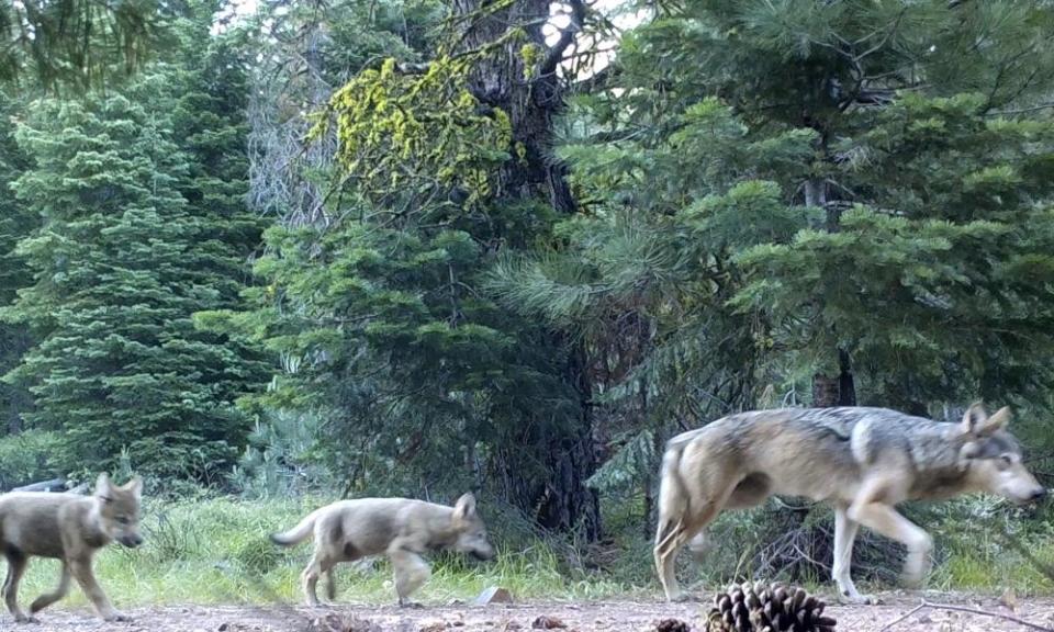 Two pups follow a female gray wolf through Lassen national forest in 2017. Wolves remain on the endangered species list in California.