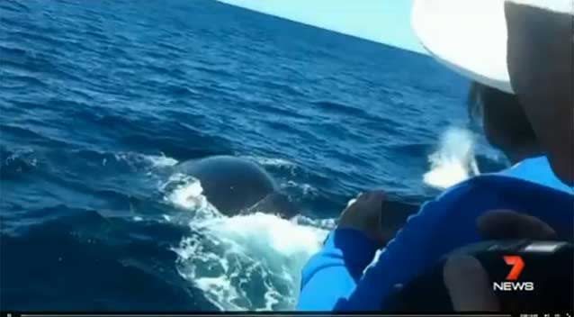 The mother whale used the Spirit of Gold Coast vessel to shield the newborn in her brave battle to fight back as the pair were circled by their pursuers. Photo: 7News