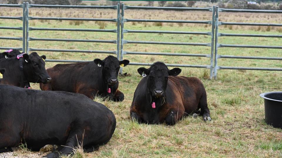 Angus cattle.