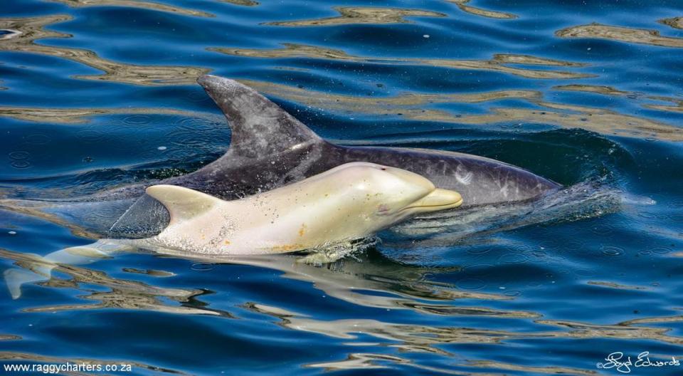 The white dolphin seen swimming with an adult dolphin.