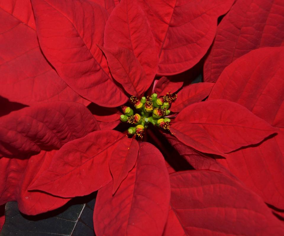 The colored portions of the poinsettia are called bracts, which are modified leaves. The tiny yellow flowers in the center are called cyathia.