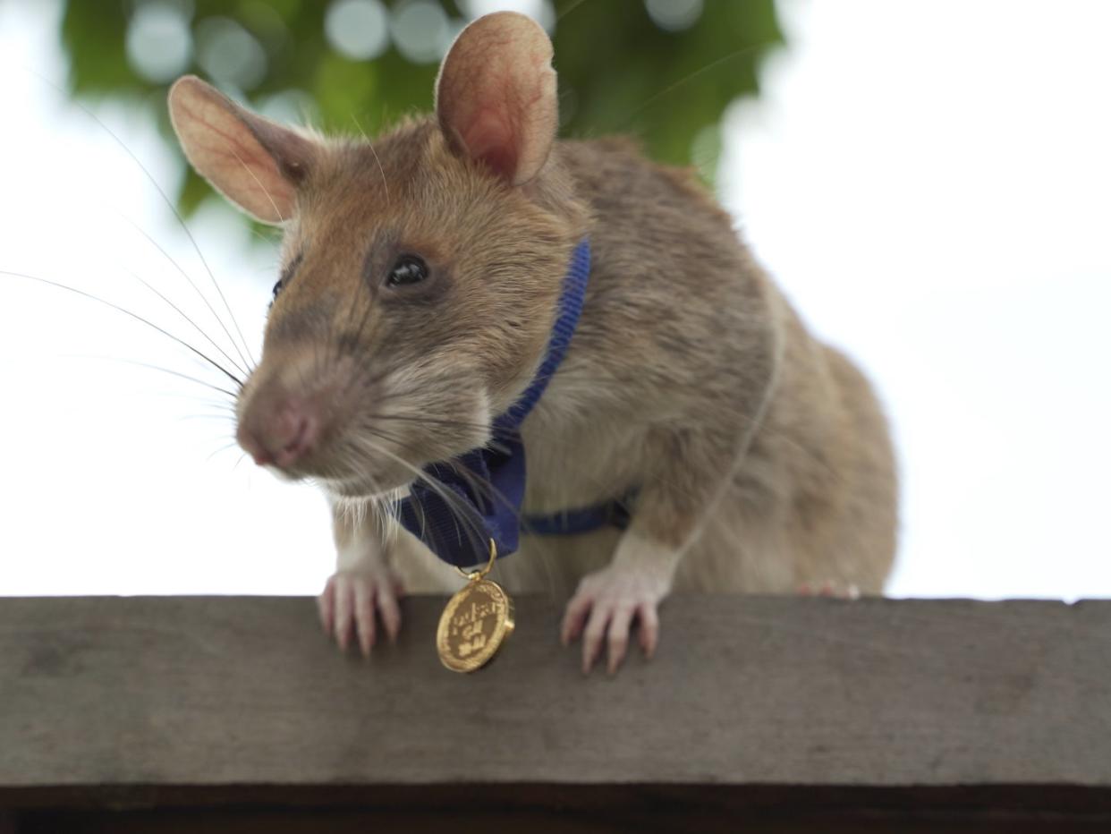 Magawa wearing his specially-made miniature PDSA Gold Medal (PDSA/APOPO)