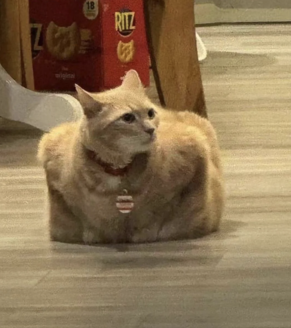 A fluffy cat with a striped identification tag sits on the floor with ears slightly back. A Ritz crackers box is partially visible in the background