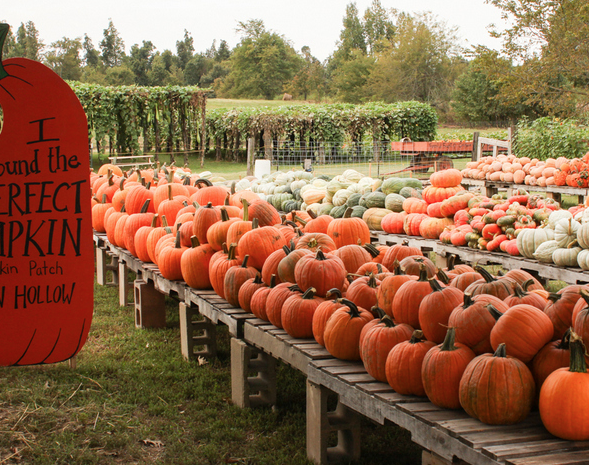 2) Pumpkin Hollow in Piggott, AR