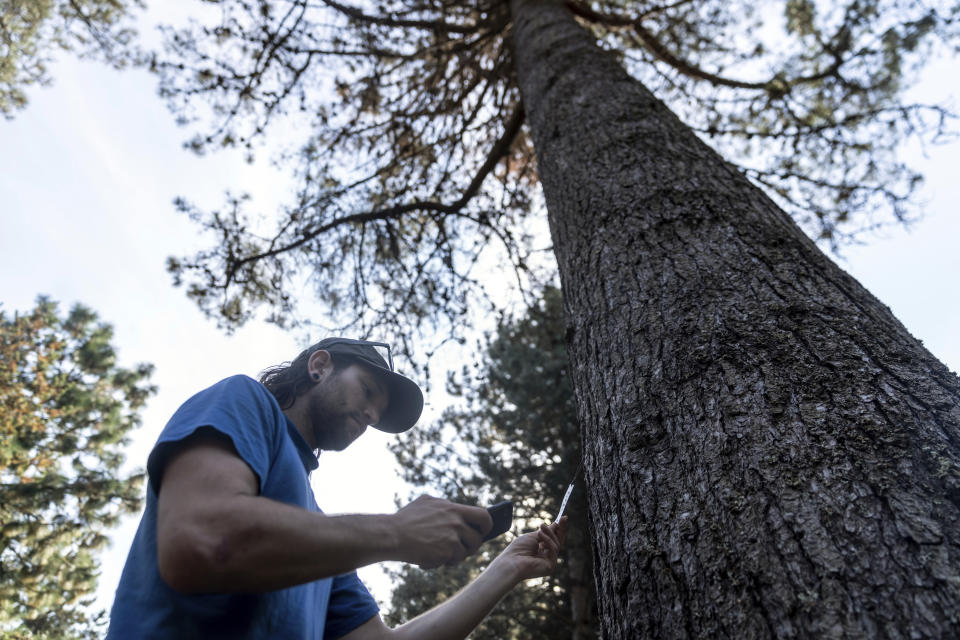 Washington Park Arboretum arborist Shea Cope, uses a website to look up knobcone pine, one of many stressed trees in the arboretum, on Friday, Oct. 7, 2022, in Seattle. Increasingly, the challenge for city arborists is to keep old and new trees alive, and it's incurring a bigger hit on municipal budgets. (AP Photo/Stephen Brashear)