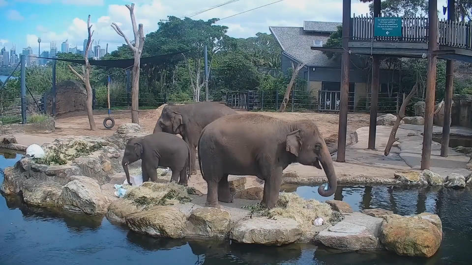 A still of elephants at Easter as part of Taronga Zoo's livestream.