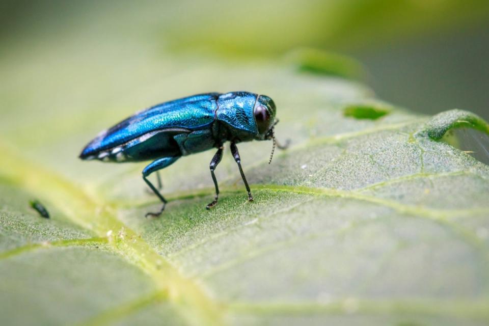 Emerald colored insect