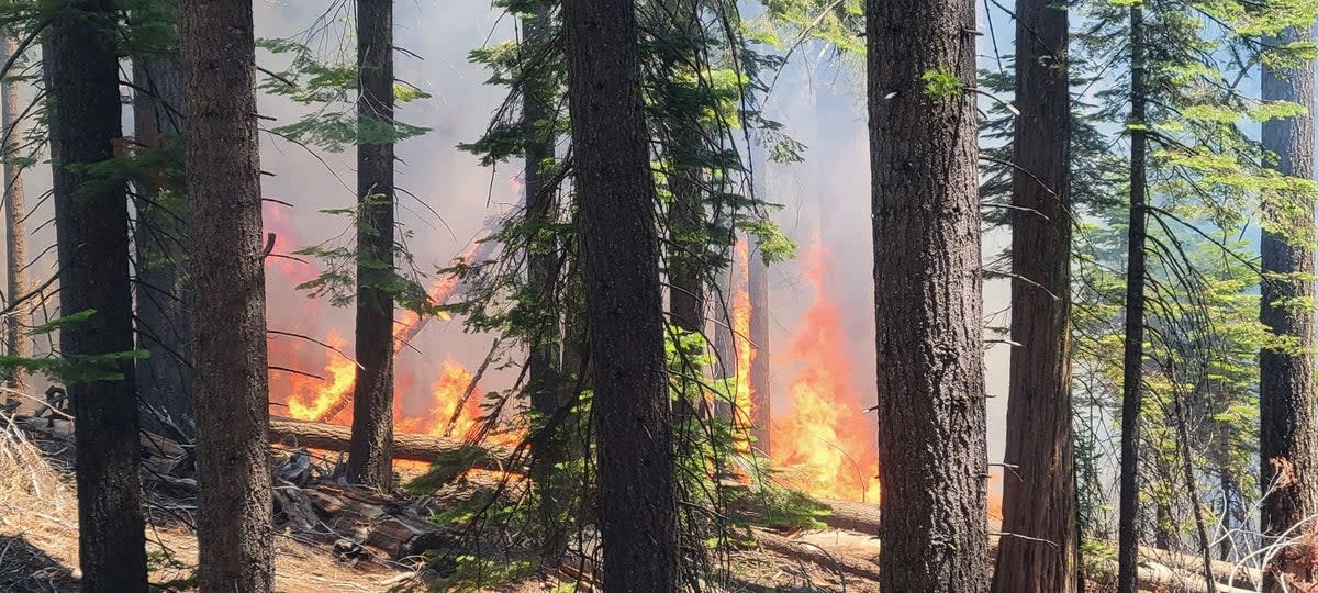 The Washburn Fire burning near the Mariposa Grove sequioas in Yosemite National Park (National Park Service)