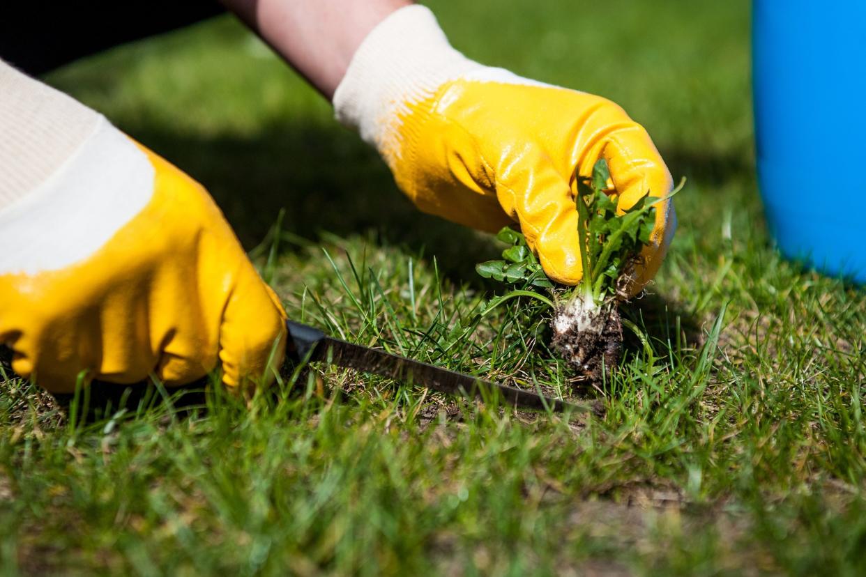 man's hands removing weeds from the lawn