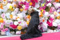 A dog attends the Pet Gala fashion show at AKC Museum of The Dog on Monday, May 20, 2024, in New York. (Photo by Charles Sykes/Invision/AP)