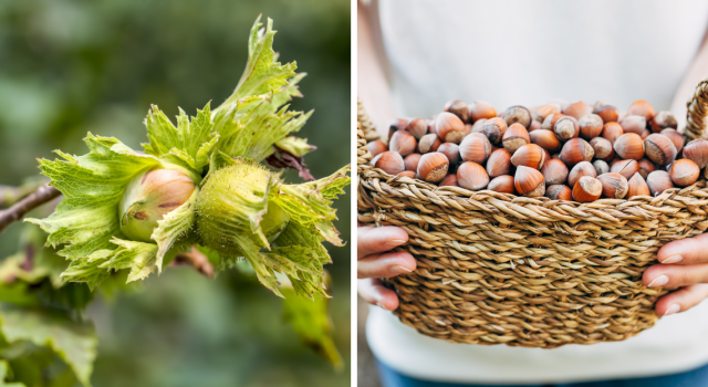 Récolter et conserver des noisettes - Jardinet - Équipez votre jardin au  meilleur prix