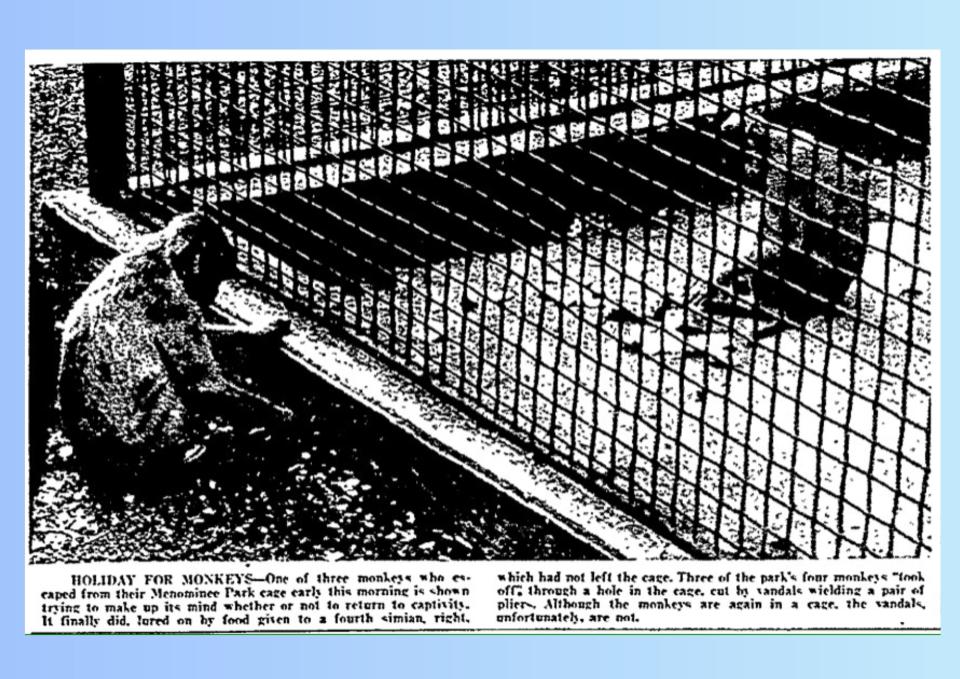 An Aug. 19, 1952, archival photo from the Oshkosh Daily Northwestern shows an escaped monkey sitting outside of its cage at Menominee Park. Three monkeys escaped after vandals cut a hole in the cage with pliers. The monkeys were returned to their cage in a matter of hours.