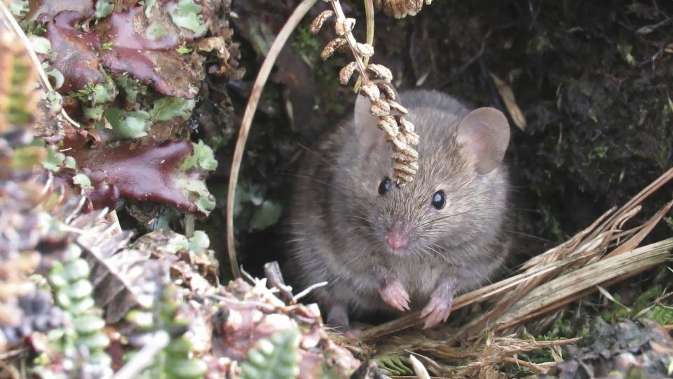 This undated handout photo shows a house mouse on Marion Island, South Africa. Mice that were brought by mistake to a remote island near Antarctica 200 years ago are breeding out of control because of climate change, eating seabirds and causing major harm in a special nature reserve with “unique biodiversity.” Now conservationists are planning a mass extermination using helicopters and hundreds of tons of rodent poison. (Stefan and Janine Schoombie via AP)