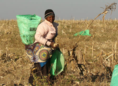 A woman works in maize fields on a resettled farm near Chinhoyi, Zimbabwe, July 26, 2017. Picture taken July 26, 2017. To match Special Report ZIMBABWE-MUGABE/FARMING REUTERS/Philimon Bulawayo