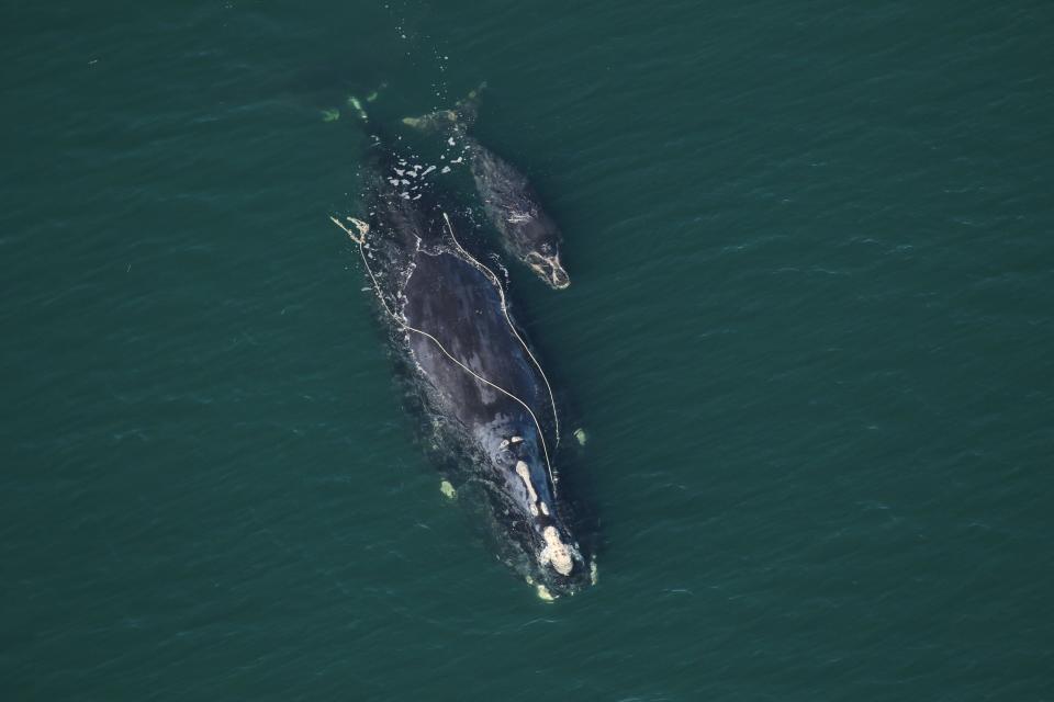 The right whale "Snow Cone" is seen with her calf off the Florida coast in December 2021, surprising scientists by giving birth while entangled.