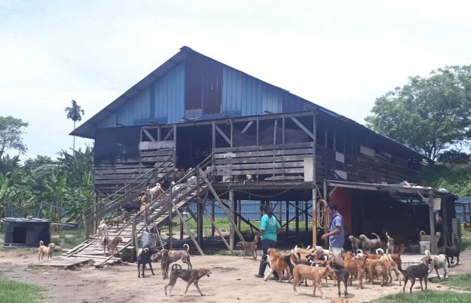 The abandoned goatshed that is used to keep the stray dogs warm and to keep some of the sick dogs in separate enclosures. ― Picture by Anne Grace Savitha