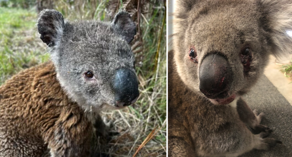 Two images of injured koalas. 