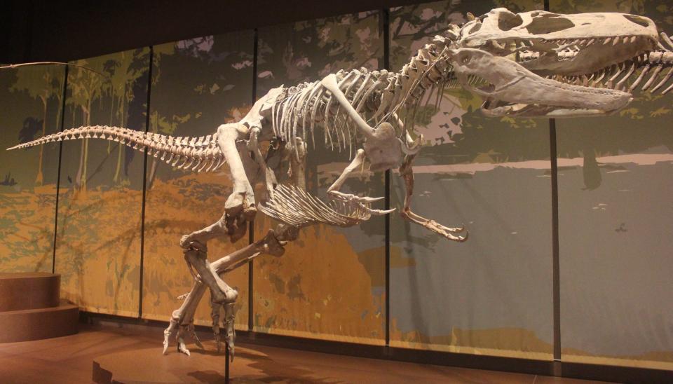 Skeletal cast mount of Appalachiosaurus montgomeriensis on display at the Tellus Science Museum in Cartersville, Georgia.