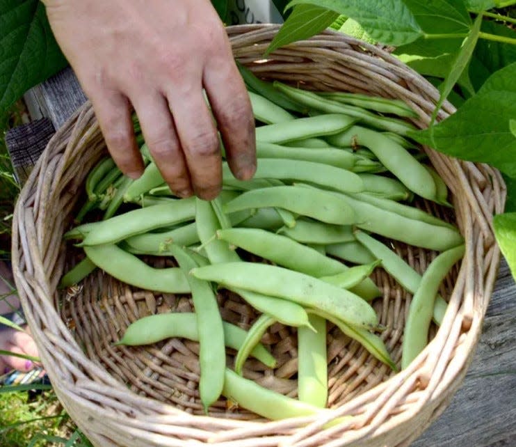 Green beans are harvested at the For The Good Inc. urban community garden on Linwood Place in Utica in this file photo.