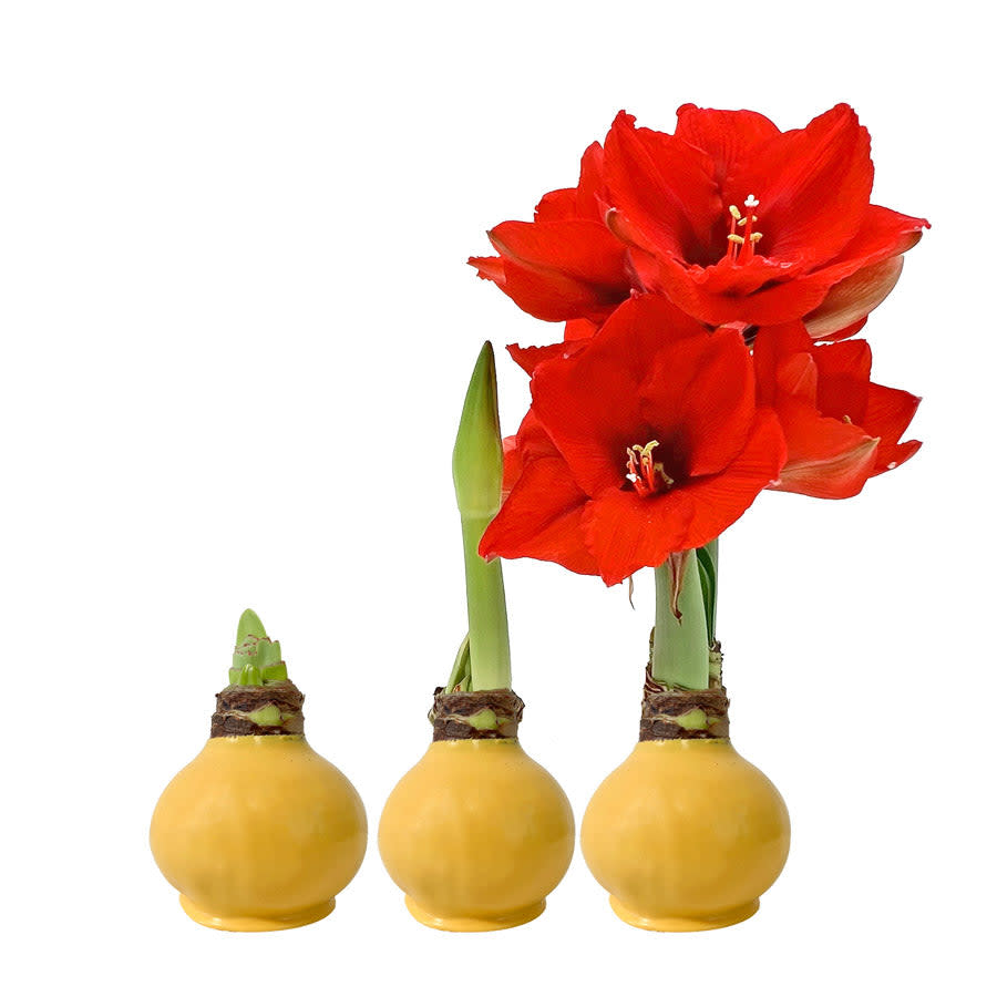 <p><a href="https://go.redirectingat.com?id=74968X1596630&url=https%3A%2F%2Fgardenuity.com%2Fproducts%2Ffall-waxed-amaryllis-bulb-with-sovereign-blooms&sref=https%3A%2F%2Fwww.womansday.com%2Frelationships%2Ffamily-friends%2Fg45604881%2Fbest-hostess-gifts%2F" rel="nofollow noopener" target="_blank" data-ylk="slk:Shop Now;elm:context_link;itc:0;sec:content-canvas" class="link rapid-noclick-resp">Shop Now</a></p><p>Waxed Amaryllis Bulb </p><p>gardenuity.com</p><p>$26.00</p><span class="copyright">Gardenuity</span>