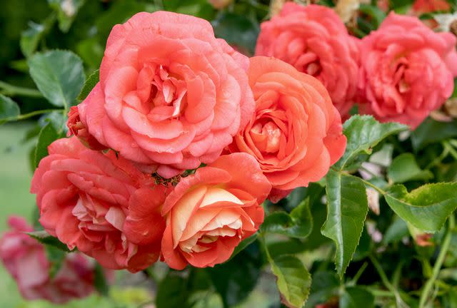 <p>The Spruce / Adrienne Legault</p> 'Impatient' floribunda roses