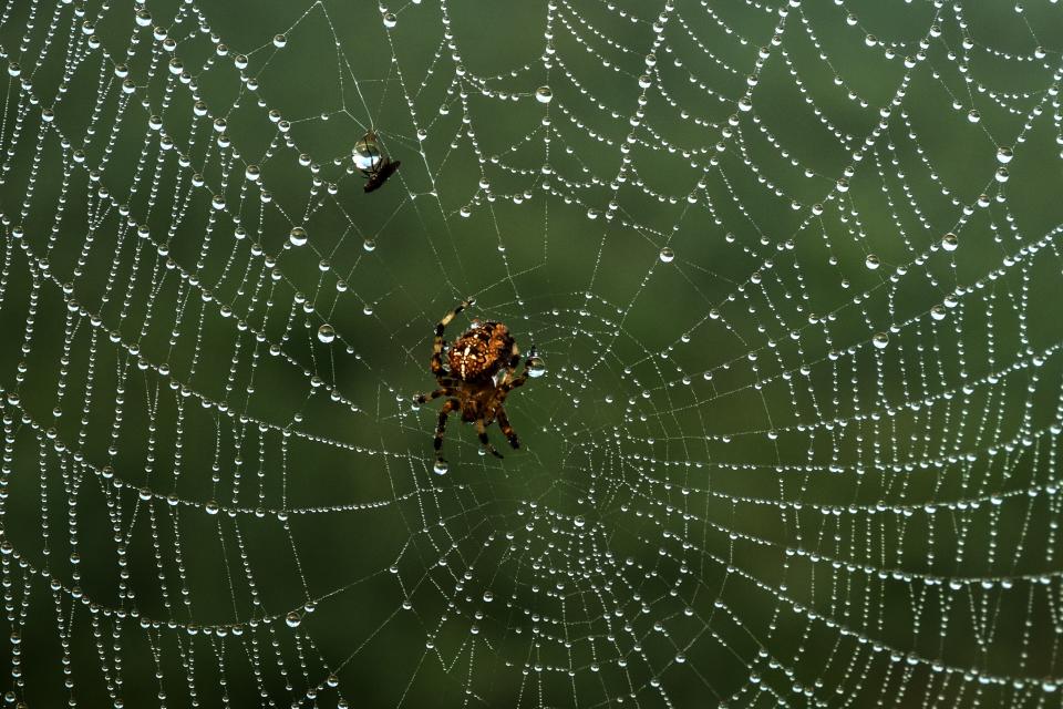 A picture taken on August 22, 2019 shows a fly and a spider at Tancarville, northwestern France. 