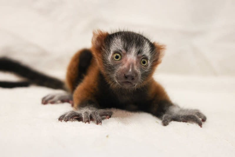 Helios (Courtesy: Nashville Zoo)