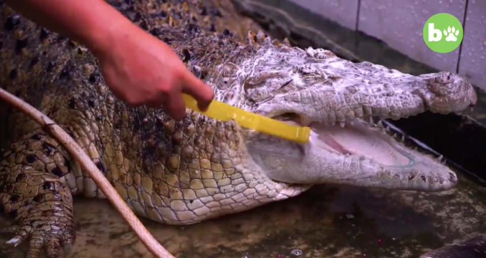 Irwan brushes Kojek's teeth once a week to keep them pearly white. Source: Barcroft TV