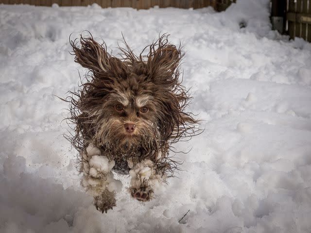 <p>Tammo Zelle/comedy pets</p> A finalist for the 2024 Comedy Pet Photography Awards