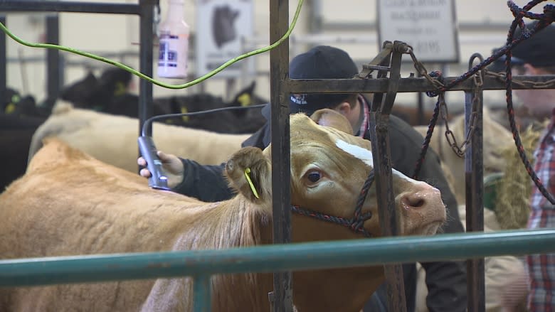 'Steer wars': P.E.I. brothers take to the ring at the annual Easter Beef Show