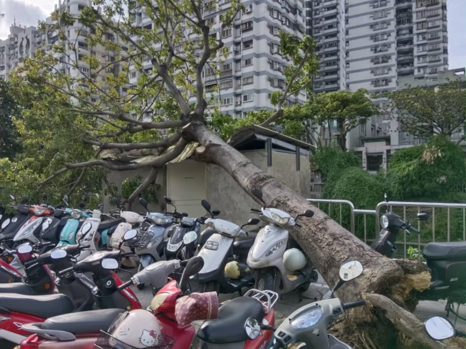 台中南區忠明南路七三０巷柳川河岸旁路樹、工學北路綠園道，發生零星倒塌案件，突然疑似因風勢太大遭連根拔起倒塌。 （記者徐義雄攝）