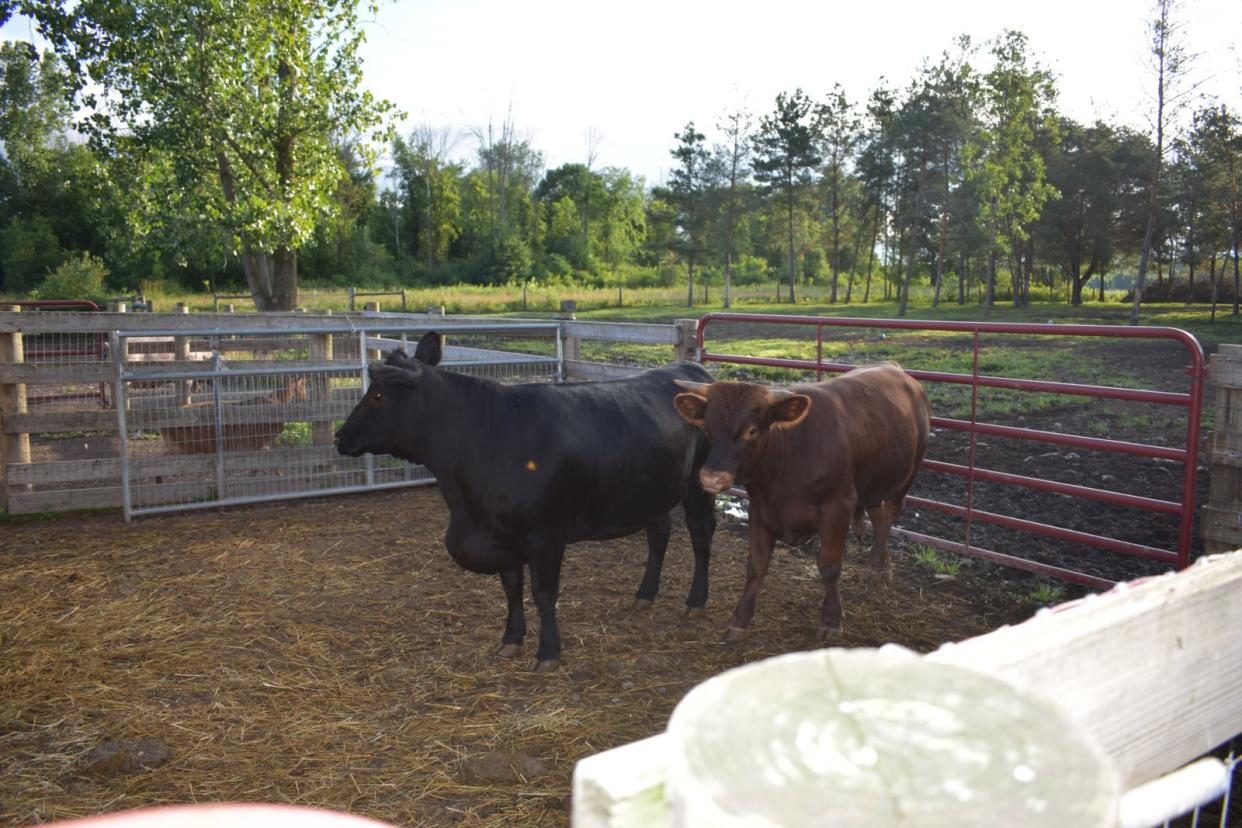The cows were located and returned to the owner.