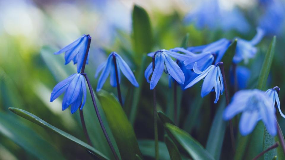 spring flowers in bloom these are blue scilla siberica flowers photographed in natural light selective focus was used and there is lovely bokeh