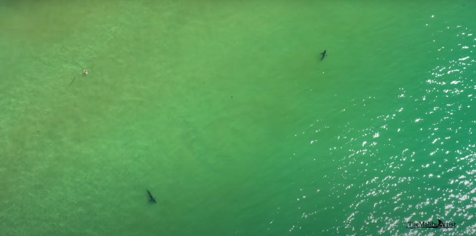 A drone photographer has captured multiple instances of juvenile white sharks swimming near people in Malibu, CA, and each one is nerve-racking to watch.