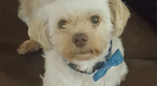 Timothy the Maltese terrier was among those on board stranded in Alice Springs after an emergency landing. Source: Supplied