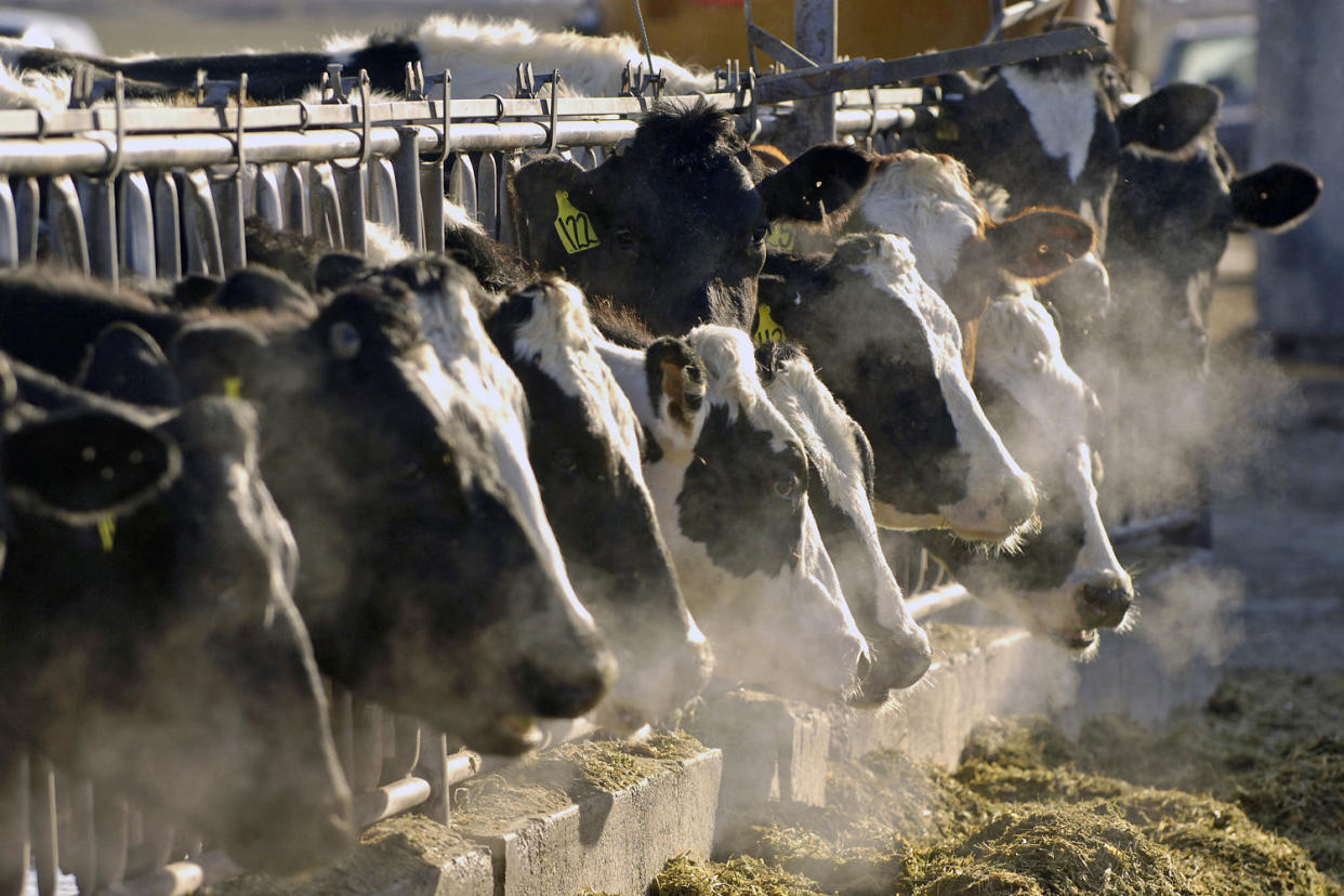 Holstein dairy cows. (Charlie Litchfield / AP file)