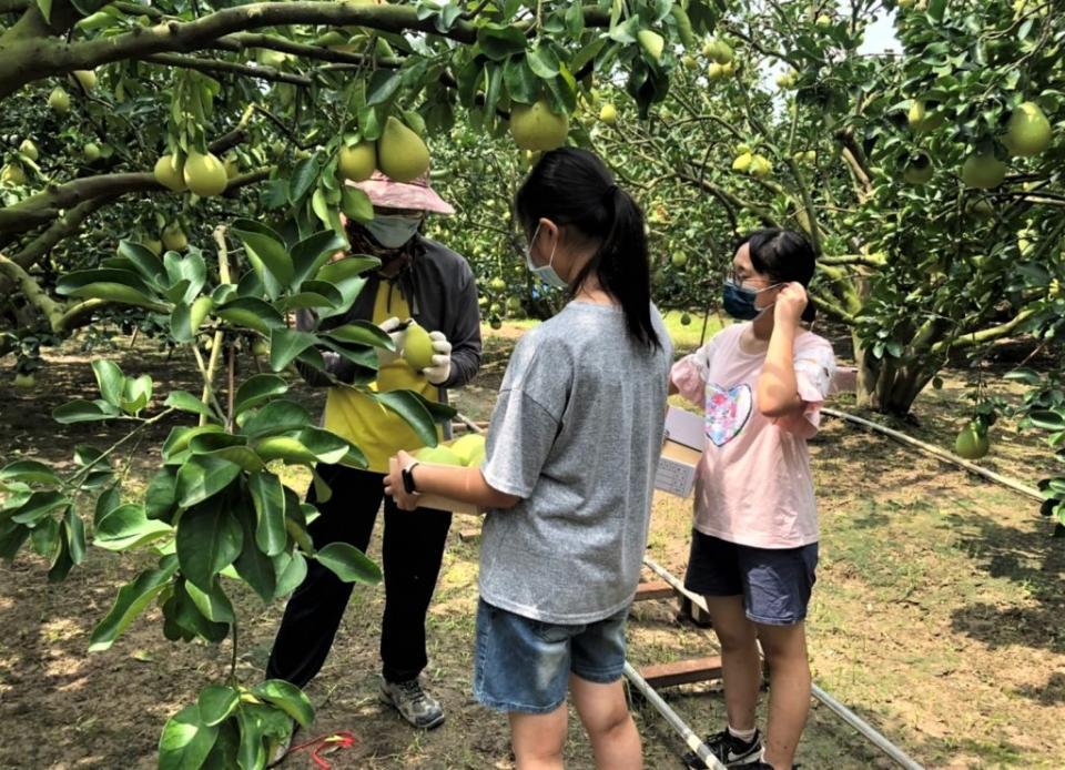 田間採果全程由農業局監督，並送交成大區檢中心檢驗。（農業局提供）