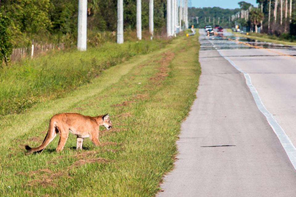 PHOTO: A Florida Panther attempts to cross a busy highway. (STOCK PHOTO/Getty Images)