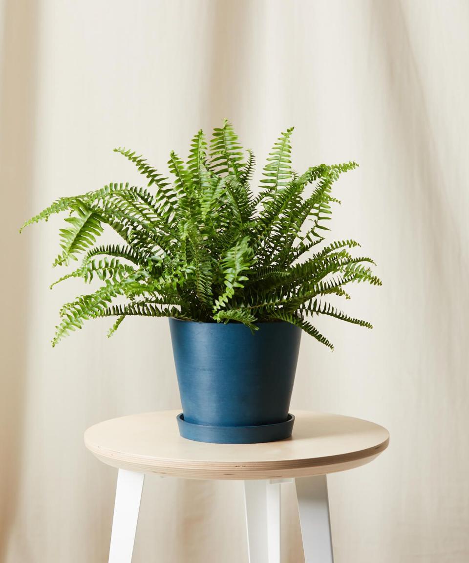 Kimberly Queen Fern