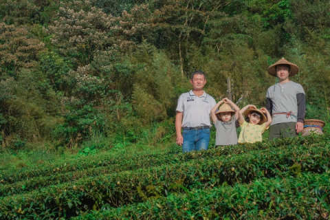 百萬冠軍茶出爐　坪林區陳文華奪新北包種茶王