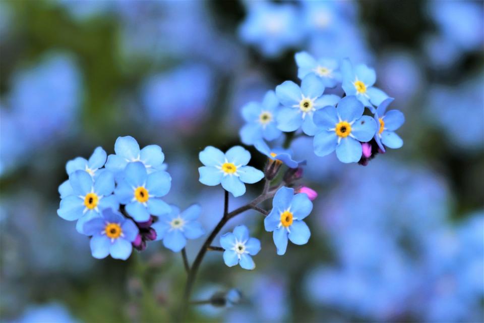 Spring Flower: Forget-Me-Nots